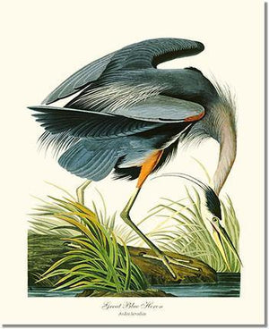 Bird Print: Heron, Great Blue