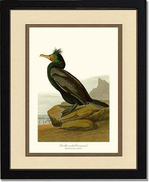 Cormorant, Double-crested - Charting Nature