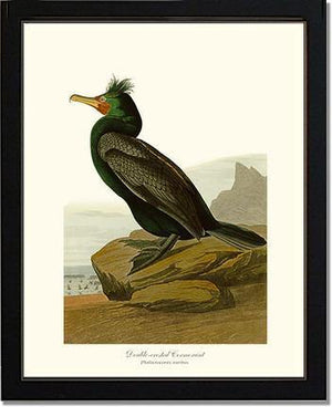 Cormorant, Double-crested - Charting Nature
