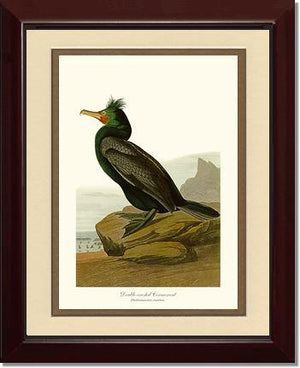 Cormorant, Double-crested - Charting Nature