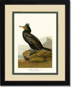 Cormorant, Double-crested - Charting Nature