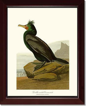 Cormorant, Double-crested - Charting Nature