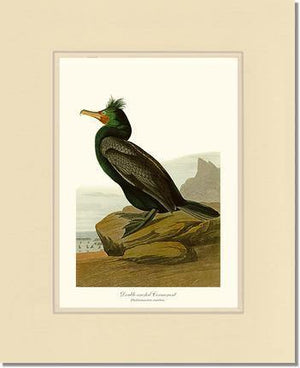 Cormorant, Double-crested - Charting Nature