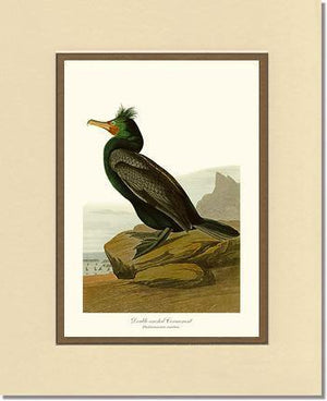 Cormorant, Double-crested - Charting Nature