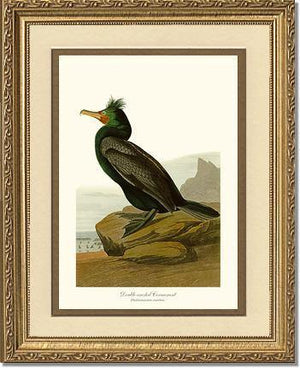 Cormorant, Double-crested - Charting Nature