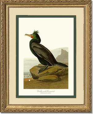 Cormorant, Double-crested - Charting Nature