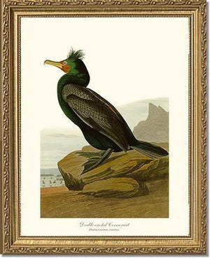 Cormorant, Double-crested - Charting Nature