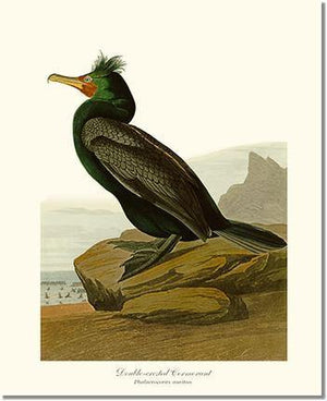 Bird Print: Cormorant, Double-crested