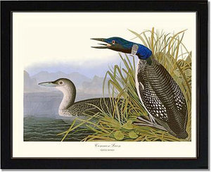Common Loon - Charting Nature