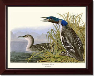 Common Loon - Charting Nature