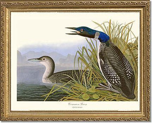 Common Loon - Charting Nature