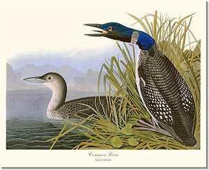 Bird Print: Loon, Common