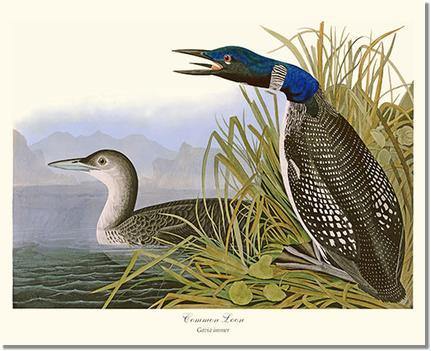 Common Loon | Wildbird Wall Art Print