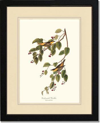 Warbler, Carbonated - Charting Nature