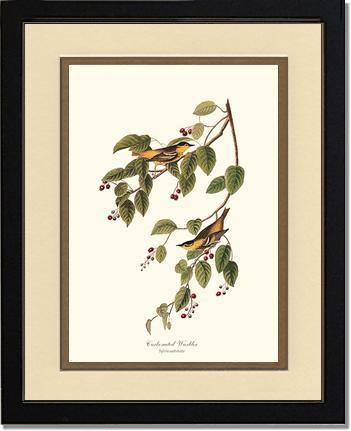 Warbler, Carbonated - Charting Nature