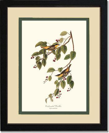 Warbler, Carbonated - Charting Nature