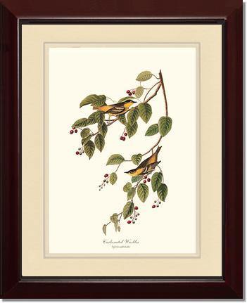 Warbler, Carbonated - Charting Nature