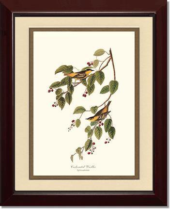 Warbler, Carbonated - Charting Nature