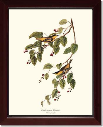 Warbler, Carbonated - Charting Nature