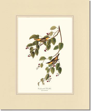 Warbler, Carbonated - Charting Nature