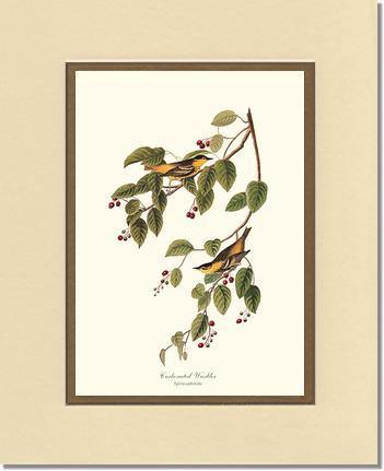Warbler, Carbonated - Charting Nature