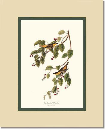 Warbler, Carbonated - Charting Nature