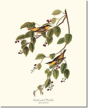 Bird Print: Warbler, Carbonated
