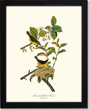 Yellowthroat, Maryland - Charting Nature