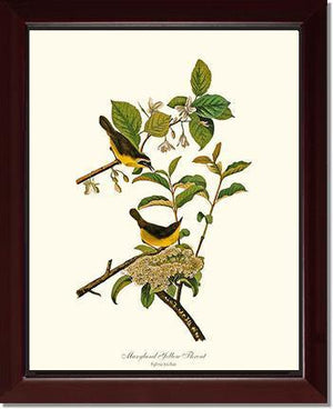 Yellowthroat, Maryland - Charting Nature