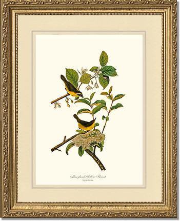 Yellowthroat, Maryland - Charting Nature