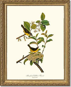 Yellowthroat, Maryland - Charting Nature