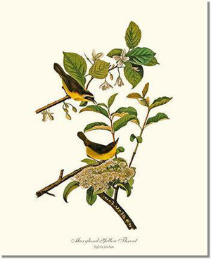 Yellowthroat, Maryland - Charting Nature