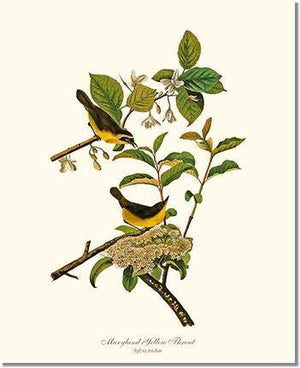 Bird Print: Yellowthroat, Maryland