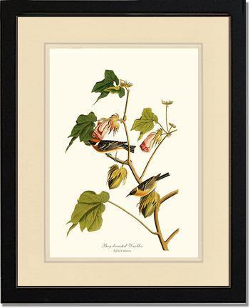 Warbler, Bay-breasted - Charting Nature