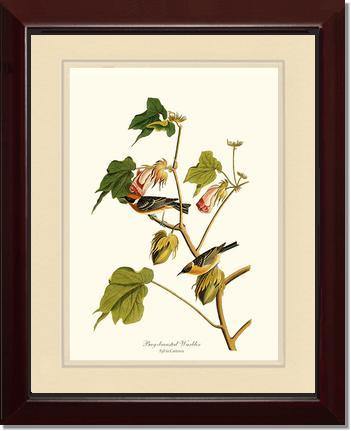 Warbler, Bay-breasted - Charting Nature