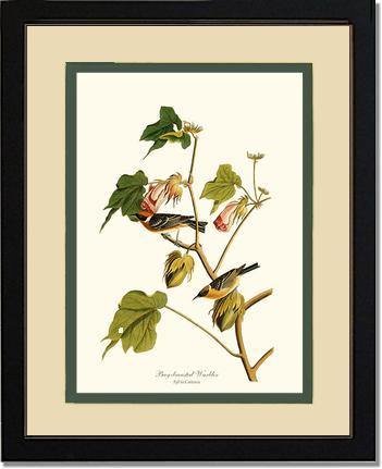 Warbler, Bay-breasted - Charting Nature