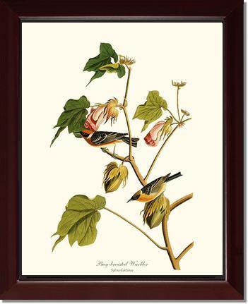 Warbler, Bay-breasted - Charting Nature