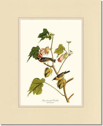 Warbler, Bay-breasted - Charting Nature