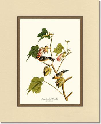 Warbler, Bay-breasted - Charting Nature