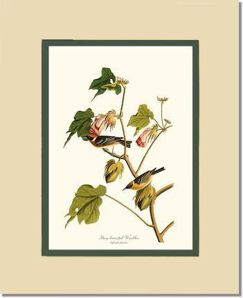 Warbler, Bay-breasted - Charting Nature