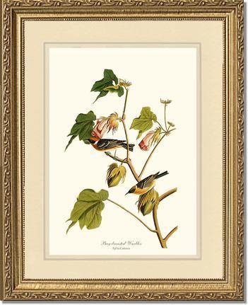 Warbler, Bay-breasted - Charting Nature