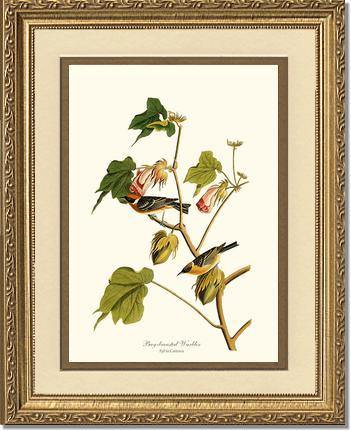 Warbler, Bay-breasted - Charting Nature