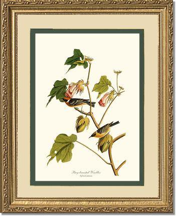 Warbler, Bay-breasted - Charting Nature