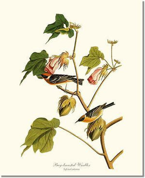 Bird Print: Warbler, Bay-breasted