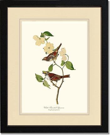 Sparrow, White-throated - Charting Nature