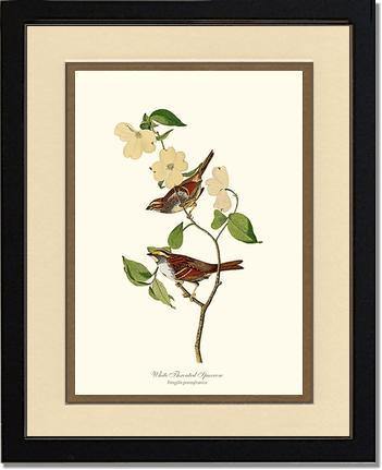 Sparrow, White-throated - Charting Nature