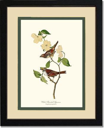 Sparrow, White-throated - Charting Nature