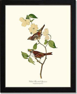 Sparrow, White-throated - Charting Nature