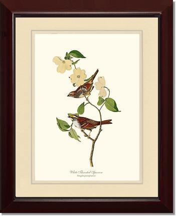 Sparrow, White-throated - Charting Nature