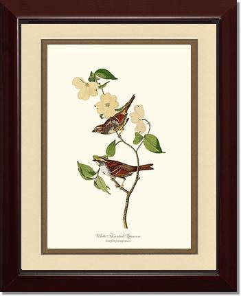 Sparrow, White-throated - Charting Nature
